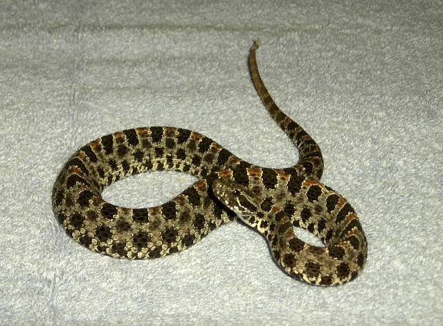 Dusky Pigmy.jpg [66 Kb]
